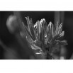 Fototapeta pąk wiosny - zmiana koloru na czarno biały