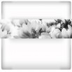 Fototapeta magnoliana siebolda w barwach czarno białych