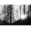 Fototapeta zachód słońca między drzewami - zmiana koloru na czarno biały