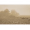 Fototapeta mgła na polu