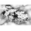 Fototapeta kwitnąca jabłoń - zmiana koloru na czarno biały