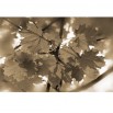 Fototapeta jesienne liście w sepii