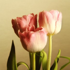 Fototapeta trzy tulipany