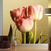 Fototapeta trzy tulipany