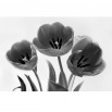 Fototapeta brązowe tulipany - zmiana koloru na czarno biały