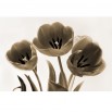 Fototapeta brązowe tulipany - zmiana koloru na sepię