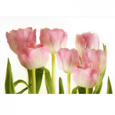 Fototapeta romantyczne tulipany