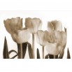Fototapeta romantyczne tulipany w sepii