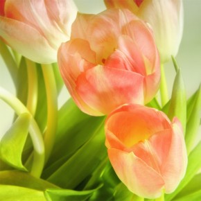 Fototapeta pomarańczowe tulipany