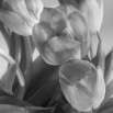 Fototapeta pomarańczowe tulipany - zmiana koloru na czarno biały