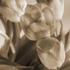 Fototapeta pomarańczowe tulipany - zmiana koloru na sepię