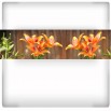 Fototapeta ogrodowa tajemnica lilii