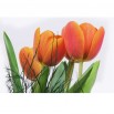 Fototapeta bukiet tulipanów