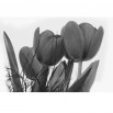 Fototapeta bukiet tulipanów czarno biały