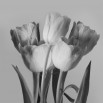 Fototapeta różowe tulipany - zmiana koloru na czarno biały
