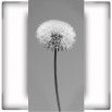 Fototapeta dmuchawce niebieskie - zmiana koloru na czarno biały