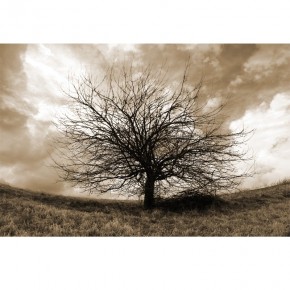 Fototapeta samotne drzewo