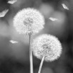 Fototapeta fioletowe dmuchawce - zmiana koloru na czarno biały