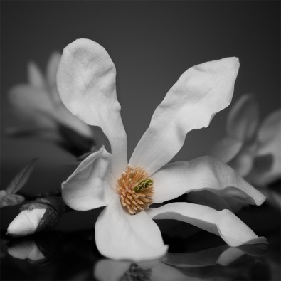 Fototapeta magnoliowa princessa
