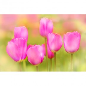 Fototapeta magenta tulipan
