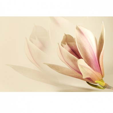 Fototapeta zmysłowe kwiaty magnolii