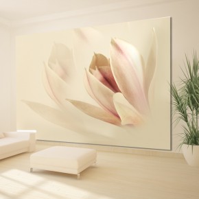 Fototapeta zmysłowe kwiaty magnolii